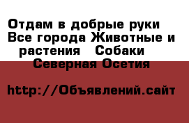 Отдам в добрые руки  - Все города Животные и растения » Собаки   . Северная Осетия
